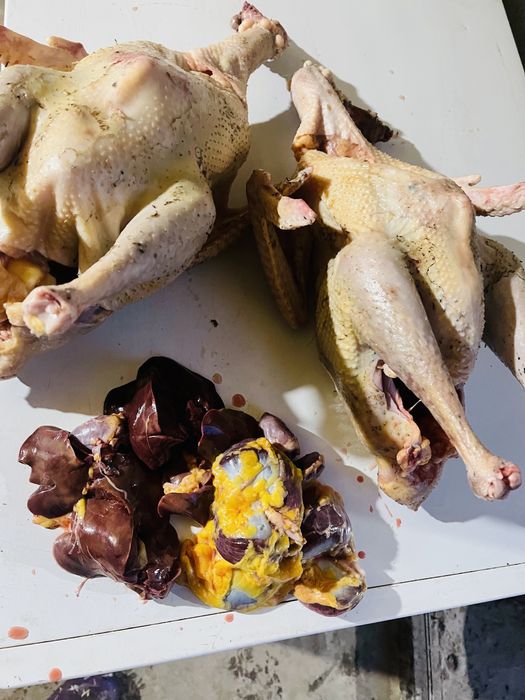 Домашняя индейка