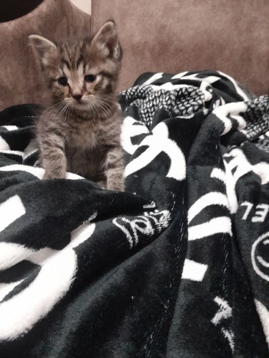 Котики милые маленькие