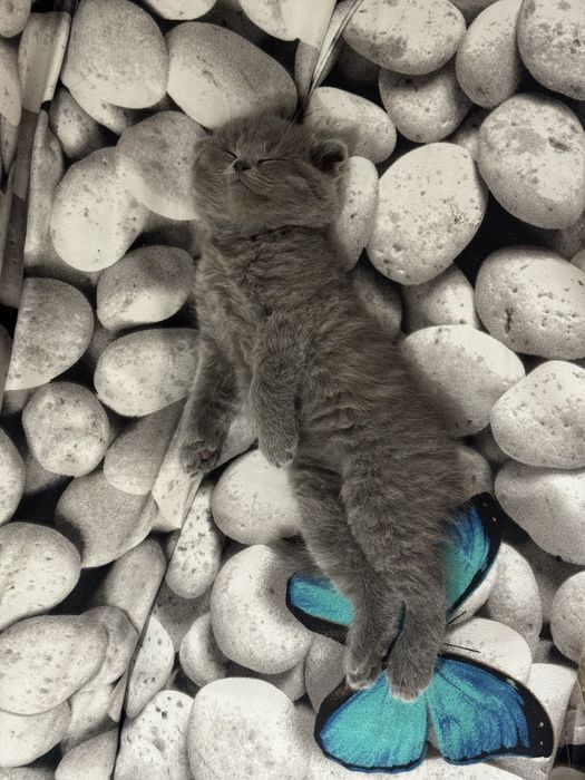 Scottish Fold Zotdor mushuklar