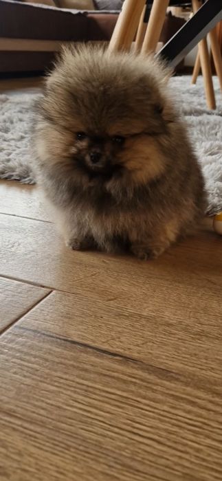 Померанче,мини момченце с родословие!