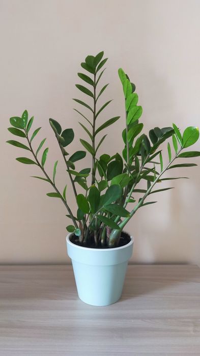 Продам молодое долларовое дерево