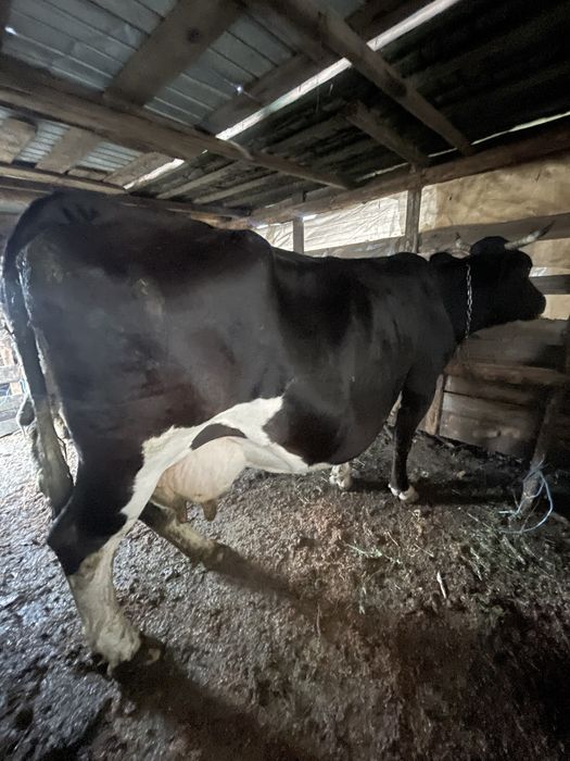 Vaci de vanzare sau schimb pe animale