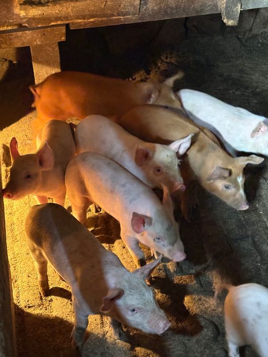 Малки Прасенца на 60 дена