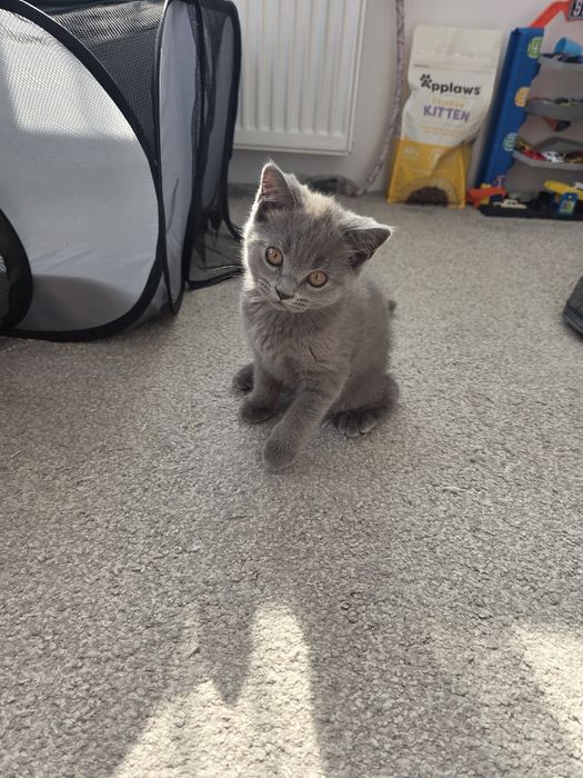 Британски котенца