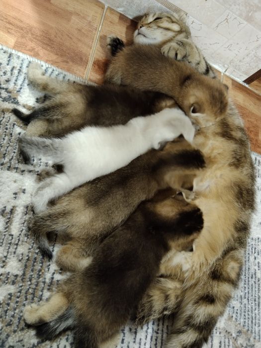 Кошка скоттиш фолд со всеми принадлажностьями