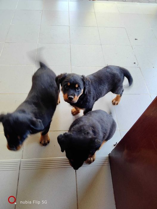 Vand pui rottweiler