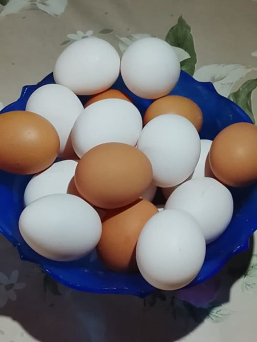 Livrăm zilnic ouă de găină