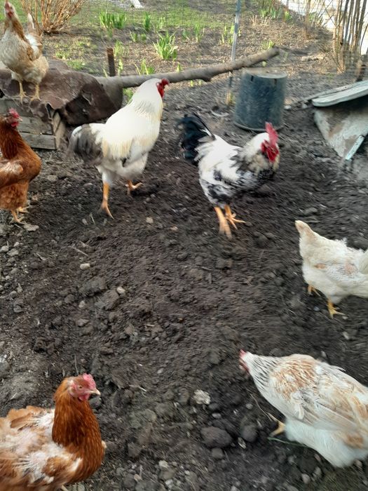 Петухи домашние .