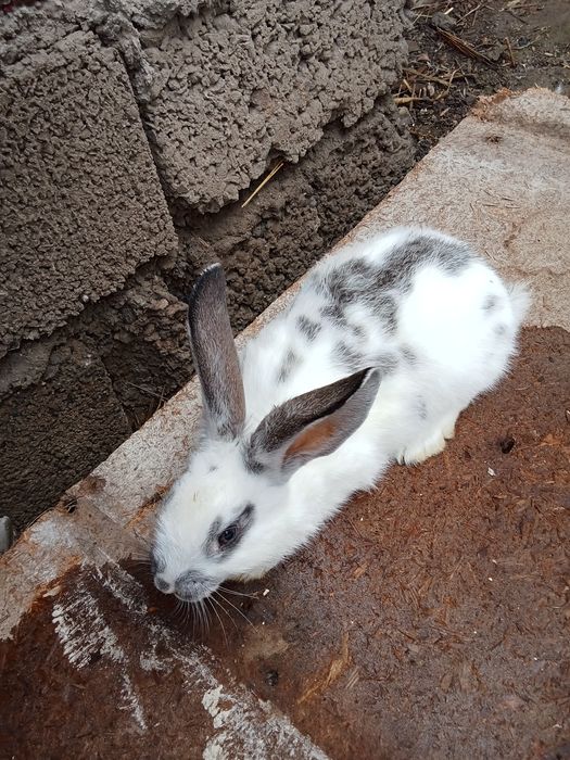 Домашние кролики 2,5 месяца не бояться людей