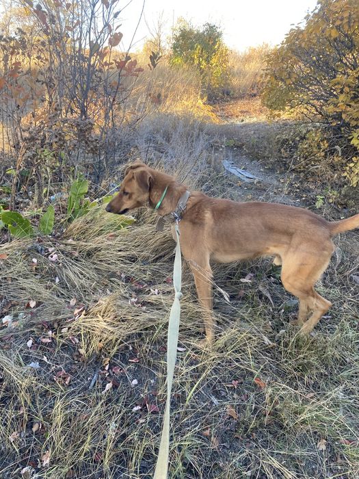 Кабель, собака, пес в добрые руки