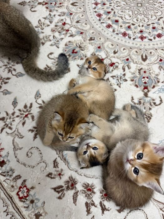Котята шиншиллы