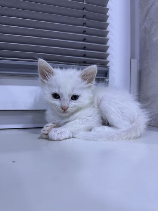 Даром котята в хорошие руки !