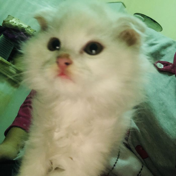 Mushukchalar sotiladi