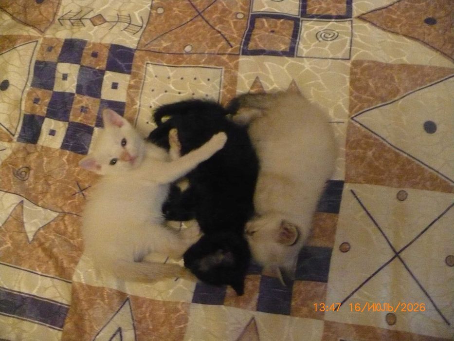 Отдам в хорошие руки симпатичных котят.