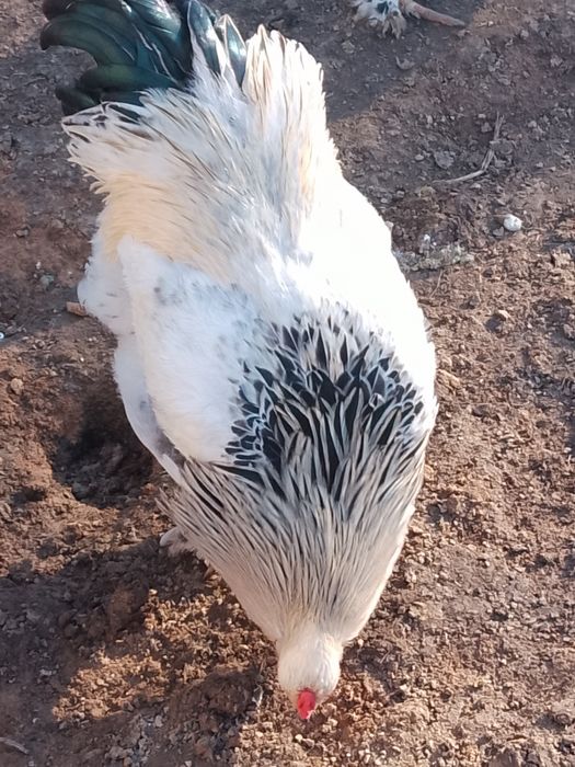 Продавам петли брама 20 ev