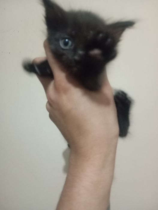 Подарим милых котят
