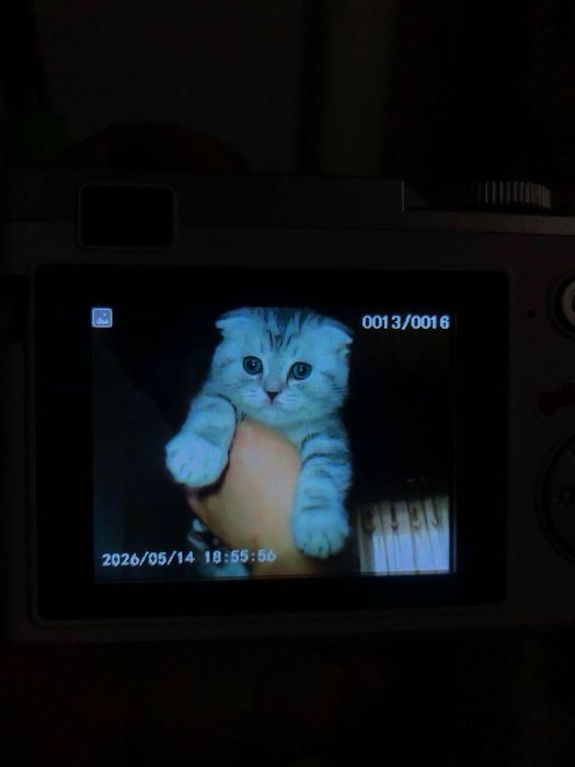 Scottish fold Scottish straight
