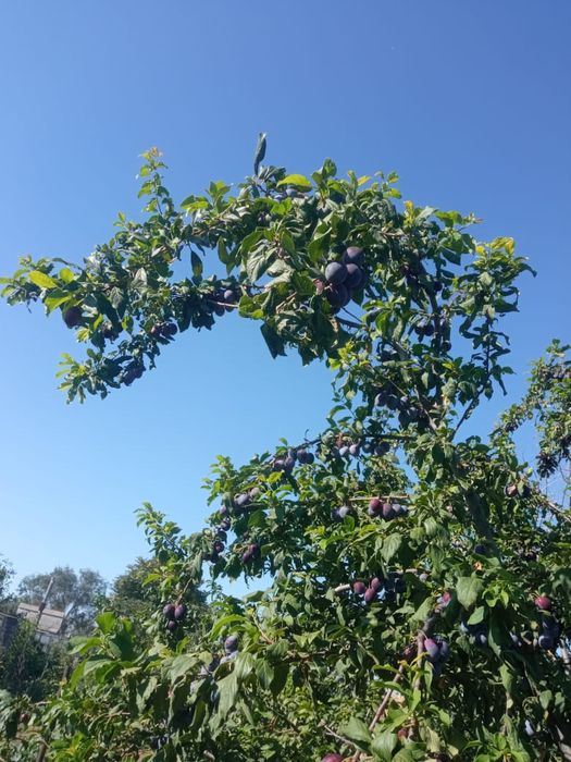 Продается саженцы для сливы