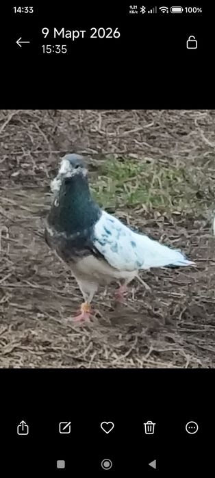 Голуби  белые  продам.