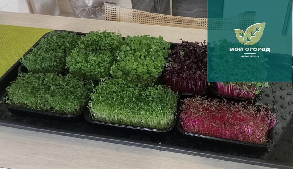 Живая Микрозелень