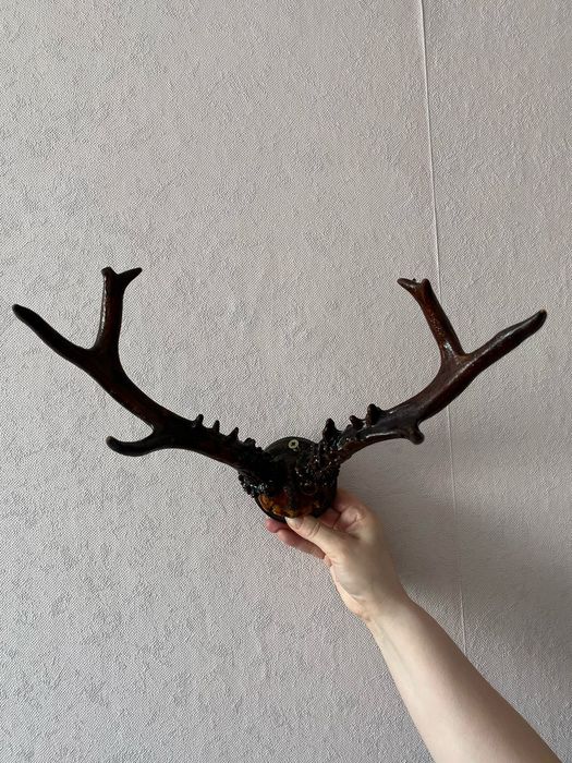 Настоящие Оленьи рога