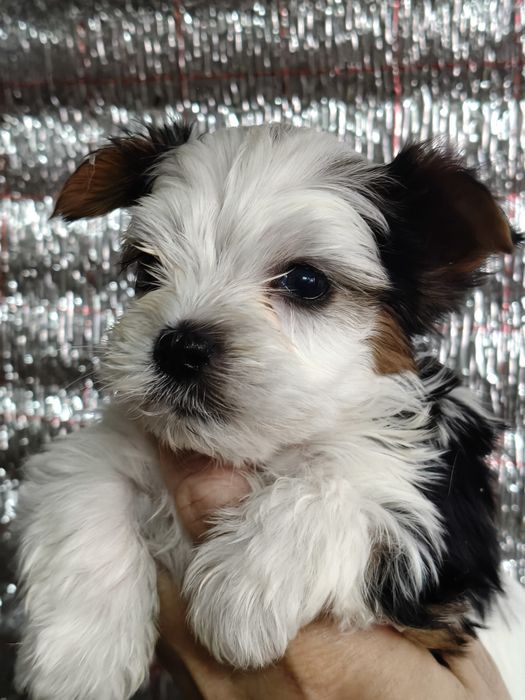 Малыши Бивер Йорка