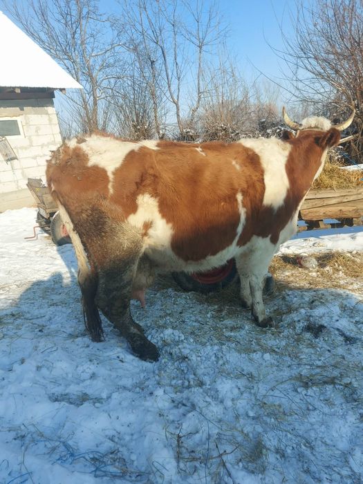 Vând vacă bălțată