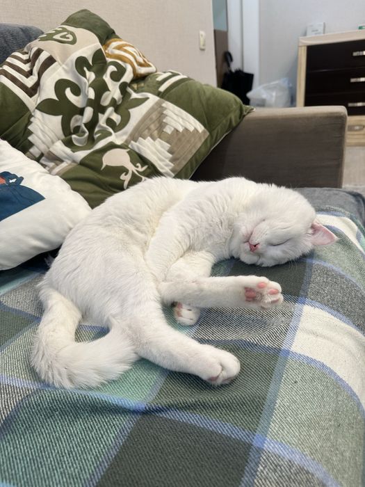 Кот подросток бесплатно