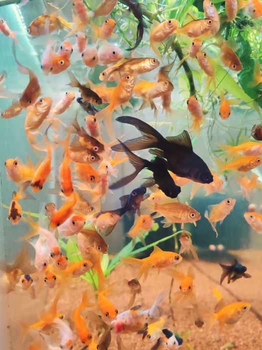 Carasi ryukin, calico, oranda pentru acvarii/iazuri