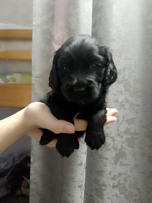 Щенки кокер спаниель