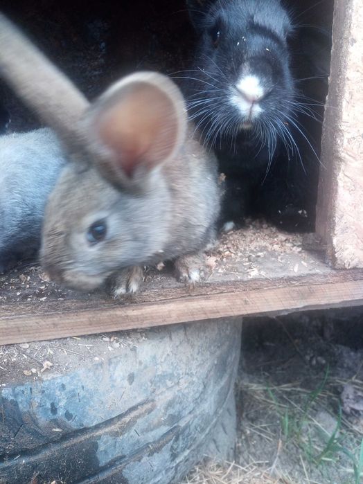 Iepuri belgieni de vanzre