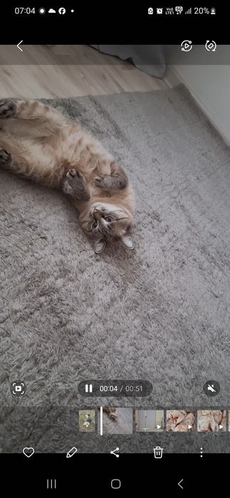 Кот на вязку вязка