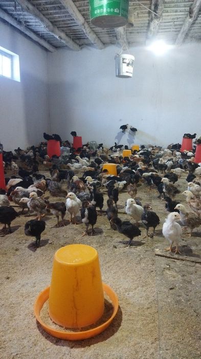 Местный жужалар сотилади