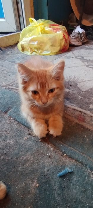 Отдам котят в добрые руки