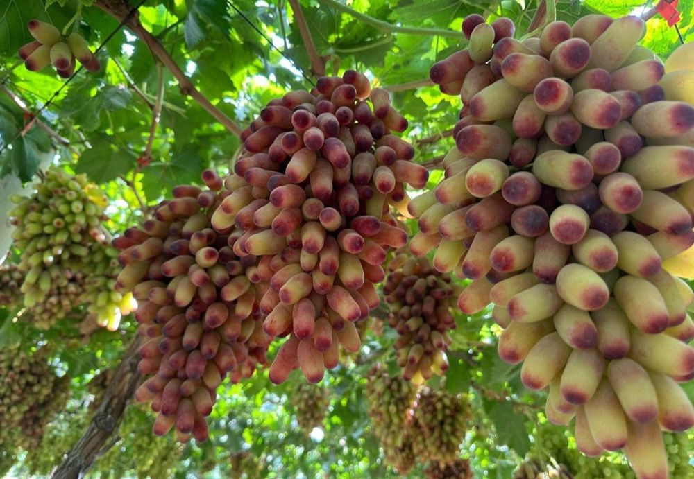 Аватар виноградд