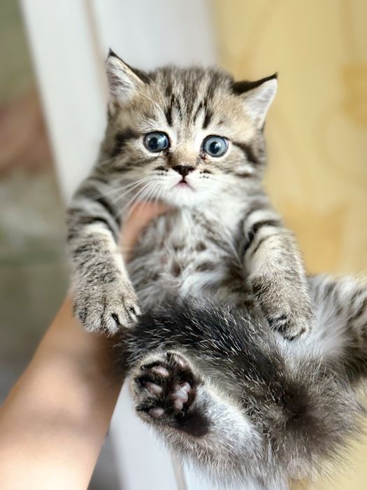 Скоттиш страйт мальчик