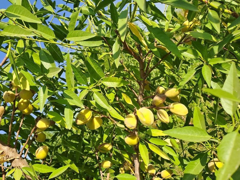 Дчний зона 36 сотки, миндали,18 лимонария