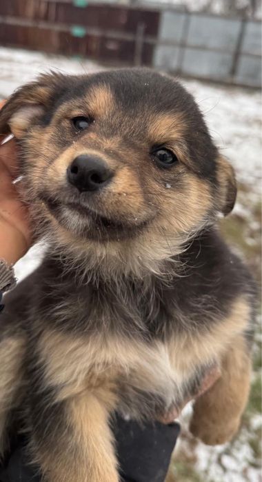 Отдам щенят бесплатно