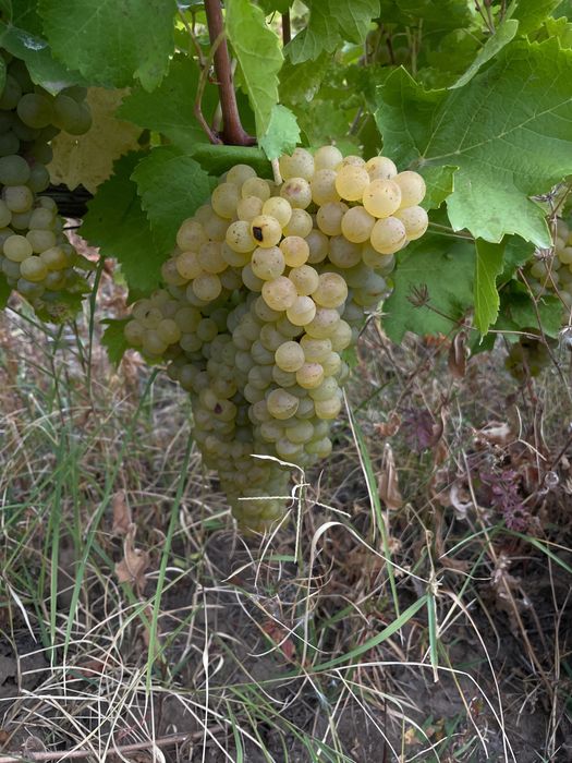 Vină struguri de vin