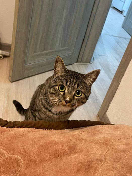 Отдам кота в добрые руки