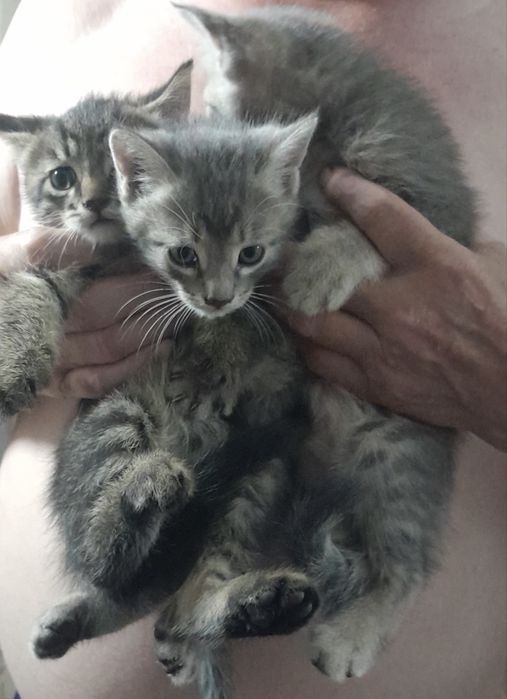 Отдам котят / Мысыктарды беремиз