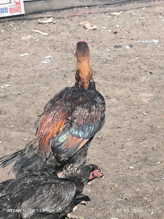 Боец Дакан и з курецы