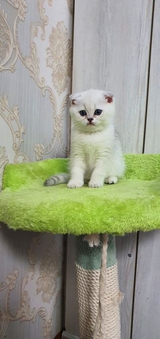 Шотландский скотиш фолд
