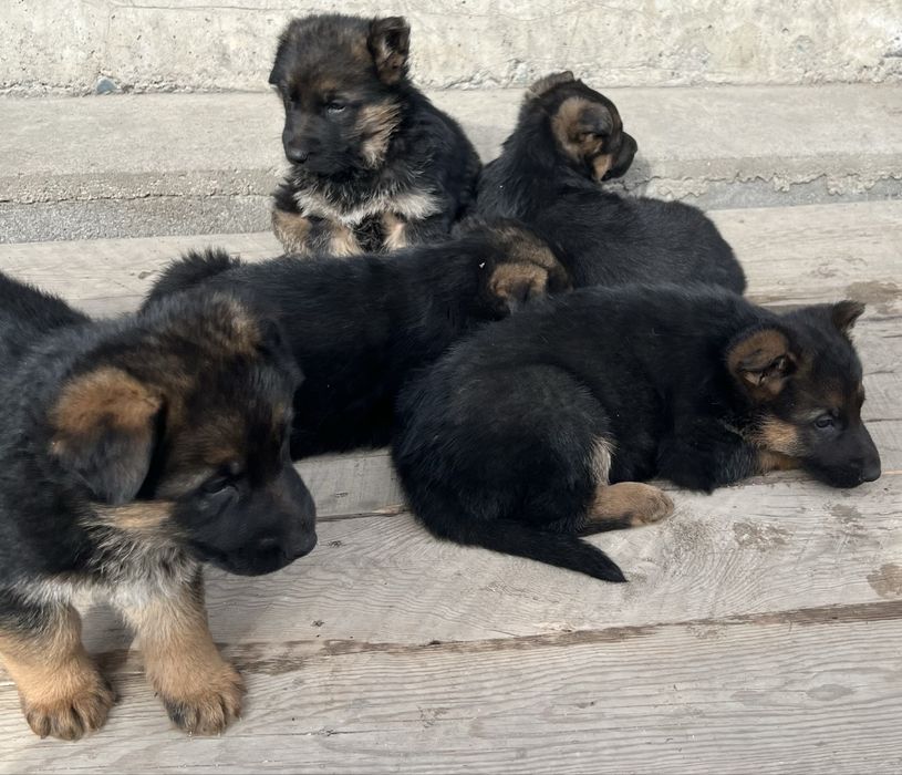 Немецкая овчарка