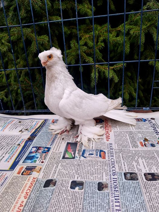 Продам самца гулбадама очень крупный мощный