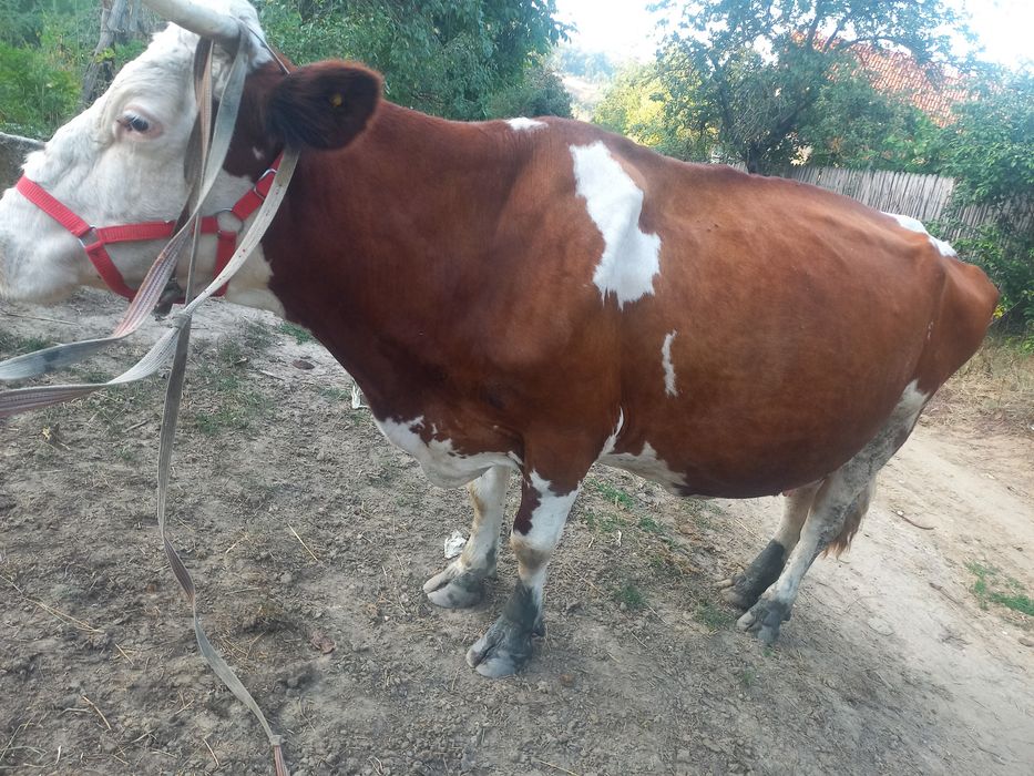 Vand vaca cu vitel