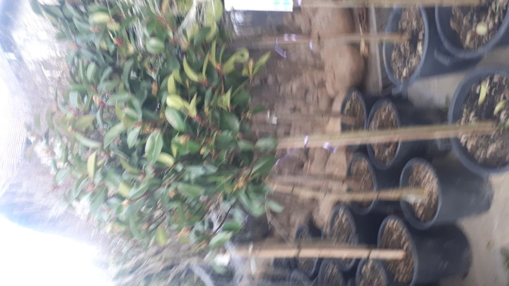 Artar tuia Magnolia brazi mesteacan