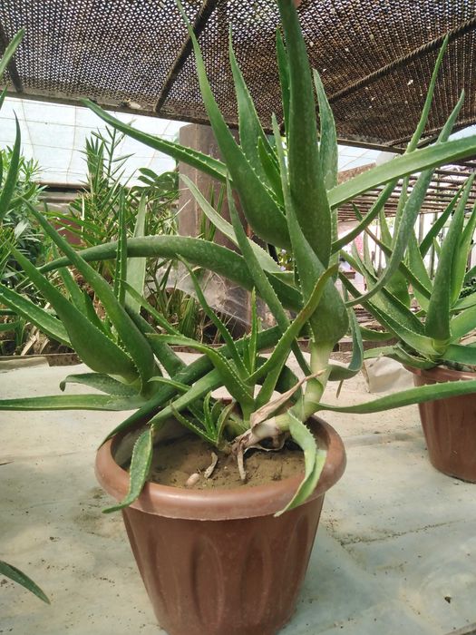 Алое, комнатные цеты