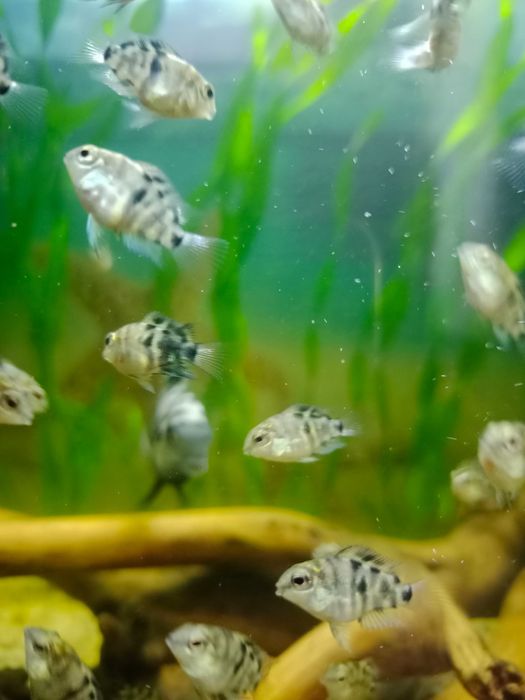 Сапфировый попугай