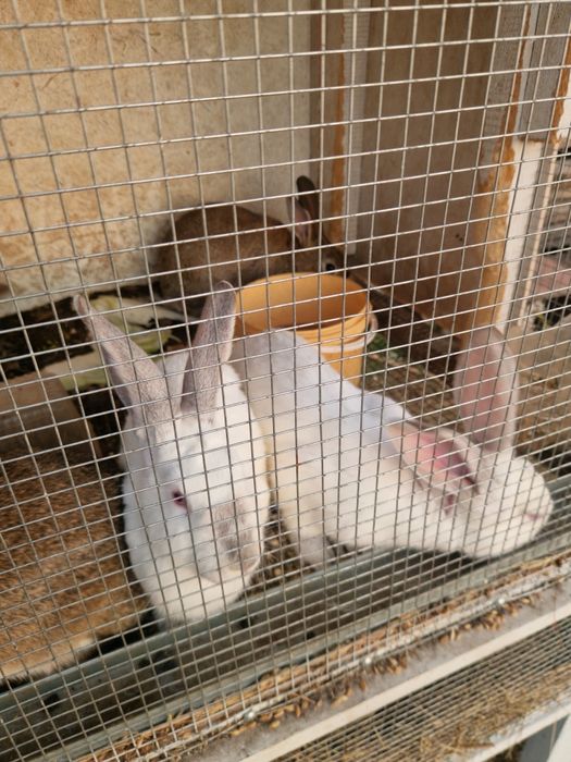 Кролики,фландер,великан